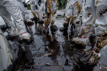 volunteers cleaning up a beach from a oil slick on Ao Phrao beach on Samed Island, rayong,...