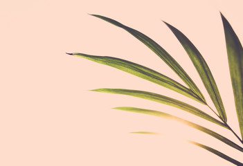 Green tropical leaves with vintage tone filter effect color style. Abstract green background. Summer vacation and nature travel adventure concept.Soft focus.