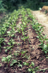 Leaf of beet root. Fresh green leaves of beetroot or beet root seedling. Row of green young beet leaves growth in organic farm. Closeup beetroot leaves growing on garden bed. Field of beetroot foliage