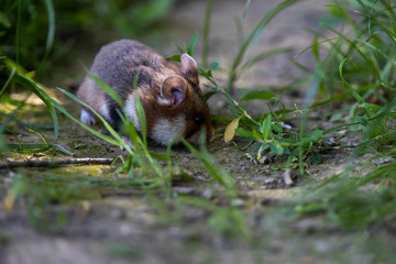 Kleiner wilder Feldhamster auf Nahrungssuche in den Morgenstunden 