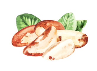 Watercolor hand painted brazil nut and leaves illustration isolated on white background