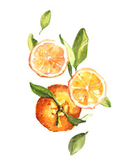 Watercolor hand drawn fresh juicy oranges and leaves composition illustration isolated on white background