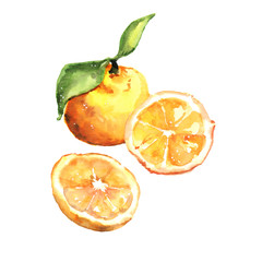 Watercolor hand drawn fresh juicy oranges and leaves composition illustration isolated on white background