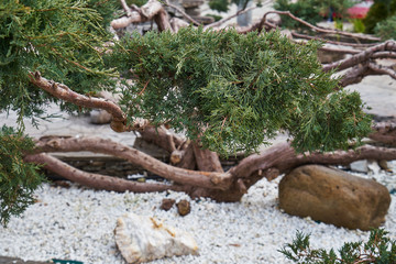 Image of thuja in landscape park.