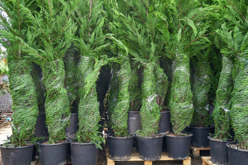 Image of packaged coniferous shrubs.