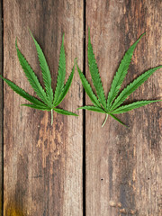 Marijuana leaf on a rustic wooden