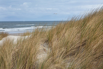 Fototapeta na wymiar Dunes at the island of Vlieland. Waddenzee Netherlands. Coast