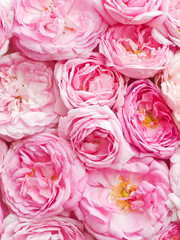 Tea rose background