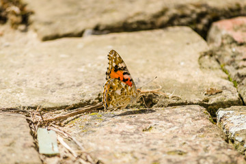 butterfly, close-up