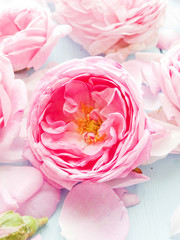 Tea rose background