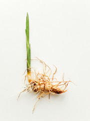 sweet flag calamus