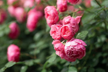 delicate flowering shrub with roses and wild rose