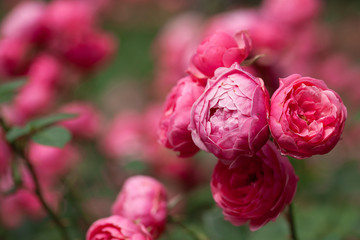 delicate flowering shrub with roses and wild rose