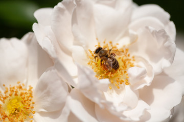 delicate flowering shrub with roses and wild rose