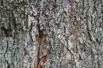 Artistic texture view of wood background.