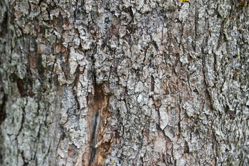 Artistic texture view of wood background.