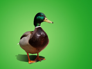 Obraz premium one beautiful duck isolated on color background