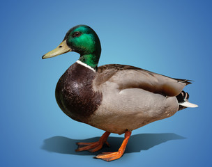 one beautiful duck isolated on color background
