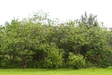 Fototapeta premium Beautiful garden view of two growing trees in a countryside garden.