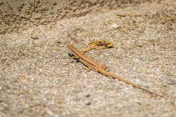 Portrait small lizard in close-up