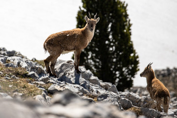 Ibexes in a mountainous atmosphere in the Vercors in France