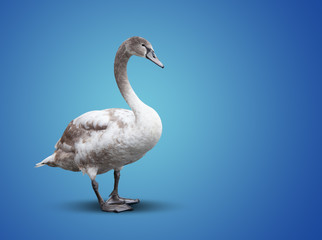 big beautiful white swan on blue background