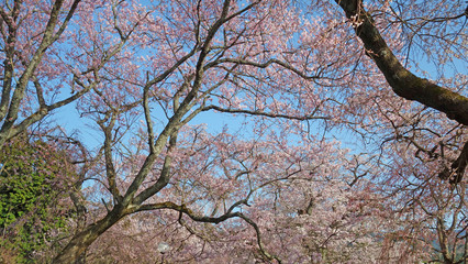 絶景！満開の枝垂れ桜！青いお空に映える！