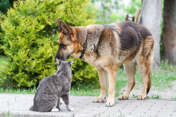 Dog and cat standing and watching to each other.