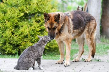 Dog and cat standing and watching to each other.