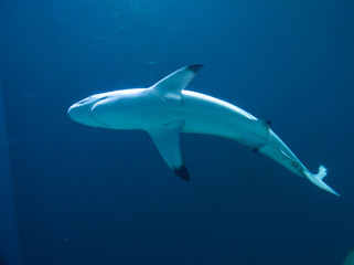 Sealife. Underwater. Shark