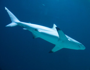 Sealife. Underwater. Shark