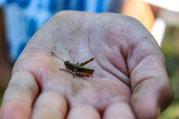 Obraz premium Amico nell' orto