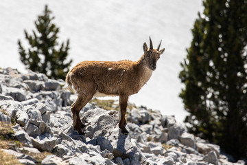 Ibexes in a mountainous atmosphere in the Vercors in France