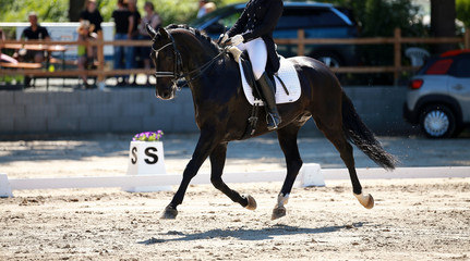 Dressage horse Rappe on a dressage tournament with rider in a test, lesson, Through the whole track change in the strong trot..