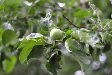 unripe green apple on a branch
