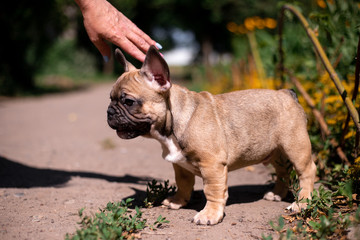 French bulldog puppy in nature 