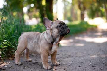 French bulldog puppy in nature 