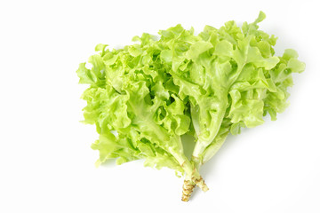 Top view Green oak leaf vegetable  Healthy Food for salad isolated on white background