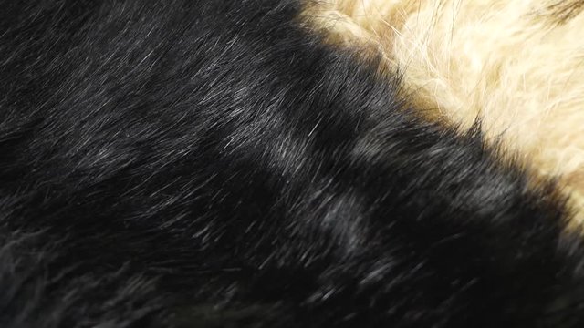 Closeup view of black and white real animal fur rotating. full hd video footage.