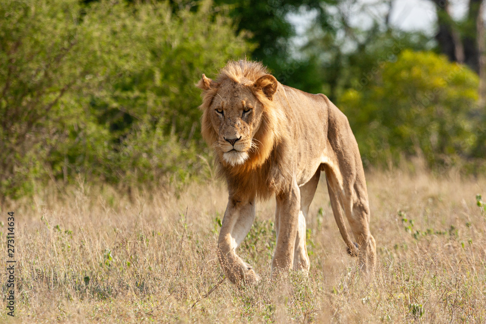 Wall mural lion mammal of the kruger national park reserves and parks of south africa