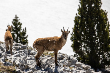 Ibexes in a mountainous atmosphere in the Vercors in France