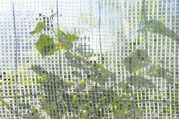 Green leaves of bushes through the grid