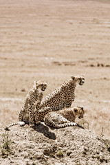 Cheetah family