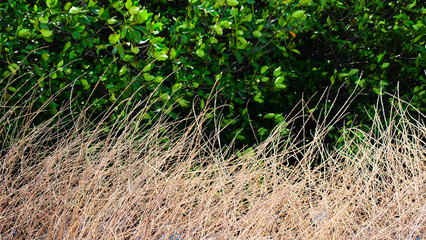 dried grasses with green trees background.