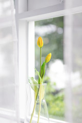 Yellow tulip flowers on the window