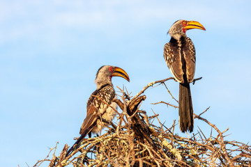 grey hornbill bird of the kruger national park reserves and parks of south africa © francescodemarco