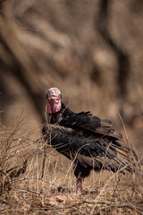 red headed vulture or sarcogyps calvus or pondicherry vulture close up with expression at Ranthambore Tiger Reserve National Park , Rajasthan, India