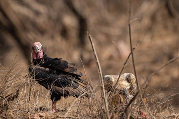 red headed vulture or sarcogyps calvus or pondicherry vulture close up with expression at Ranthambore Tiger Reserve National Park , Rajasthan, India