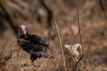red headed vulture or sarcogyps calvus or pondicherry  vulture close up with expression at Ranthambore Tiger Reserve National Park , Rajasthan