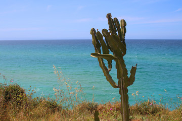 Candelabra tree (Euphorbia candelabrum) in front of the turquoise sea in Sicily